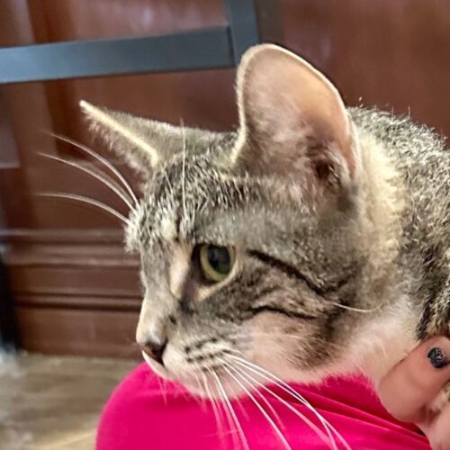 Mayo, a Adoptable Domestic Short Hair image 1/10