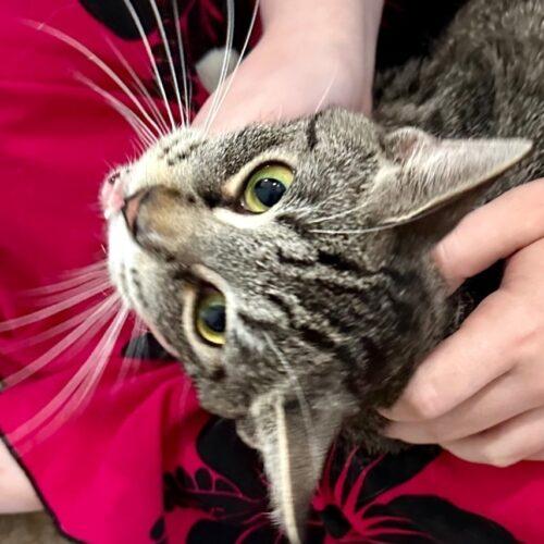 Enlarge Mayo, a Adoptable Domestic Short Hair in Tipp City, OH image 1/5