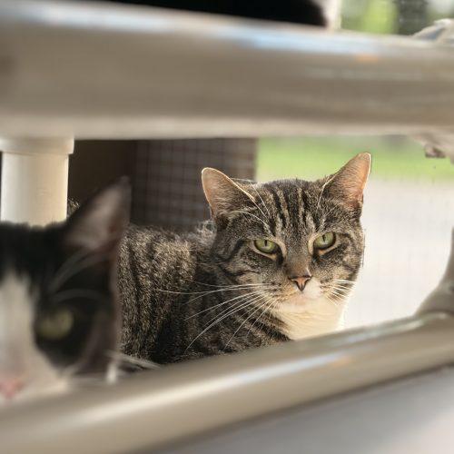 Enlarge Mayo, a Adoptable Domestic Short Hair in Tipp City, OH image 2/6