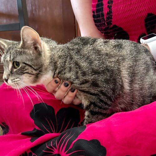 Enlarge Mayo, a Adoptable Domestic Short Hair in Tipp City, OH image 2/5