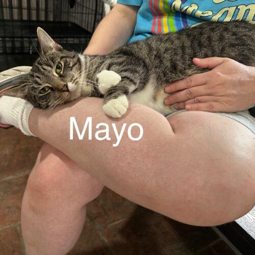 Mayo, Adoptable, Adult Female Domestic Short Hair.