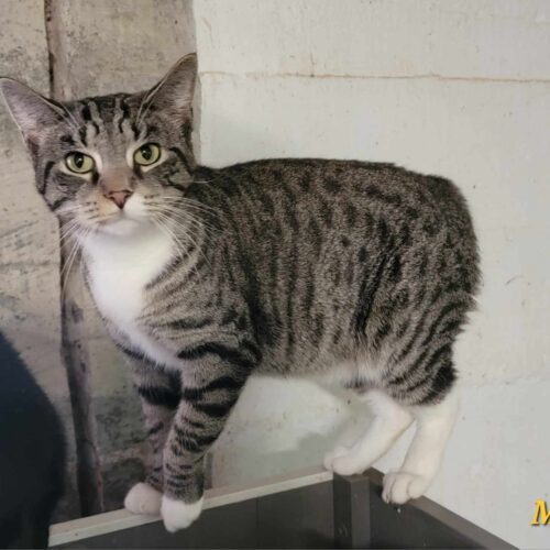 Enlarge Mayo, a Adoptable Domestic Short Hair image 9/10