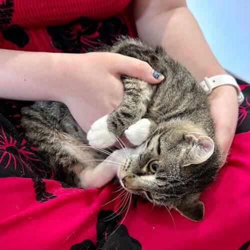 Enlarge Mayo, a Adoptable Domestic Short Hair in Tipp City, OH image 4/5