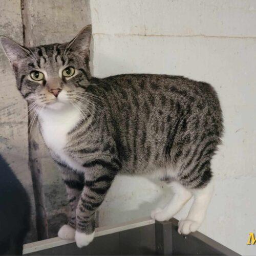 Enlarge Mayo, a Adoptable Domestic Short Hair in Tipp City, OH image 5/5