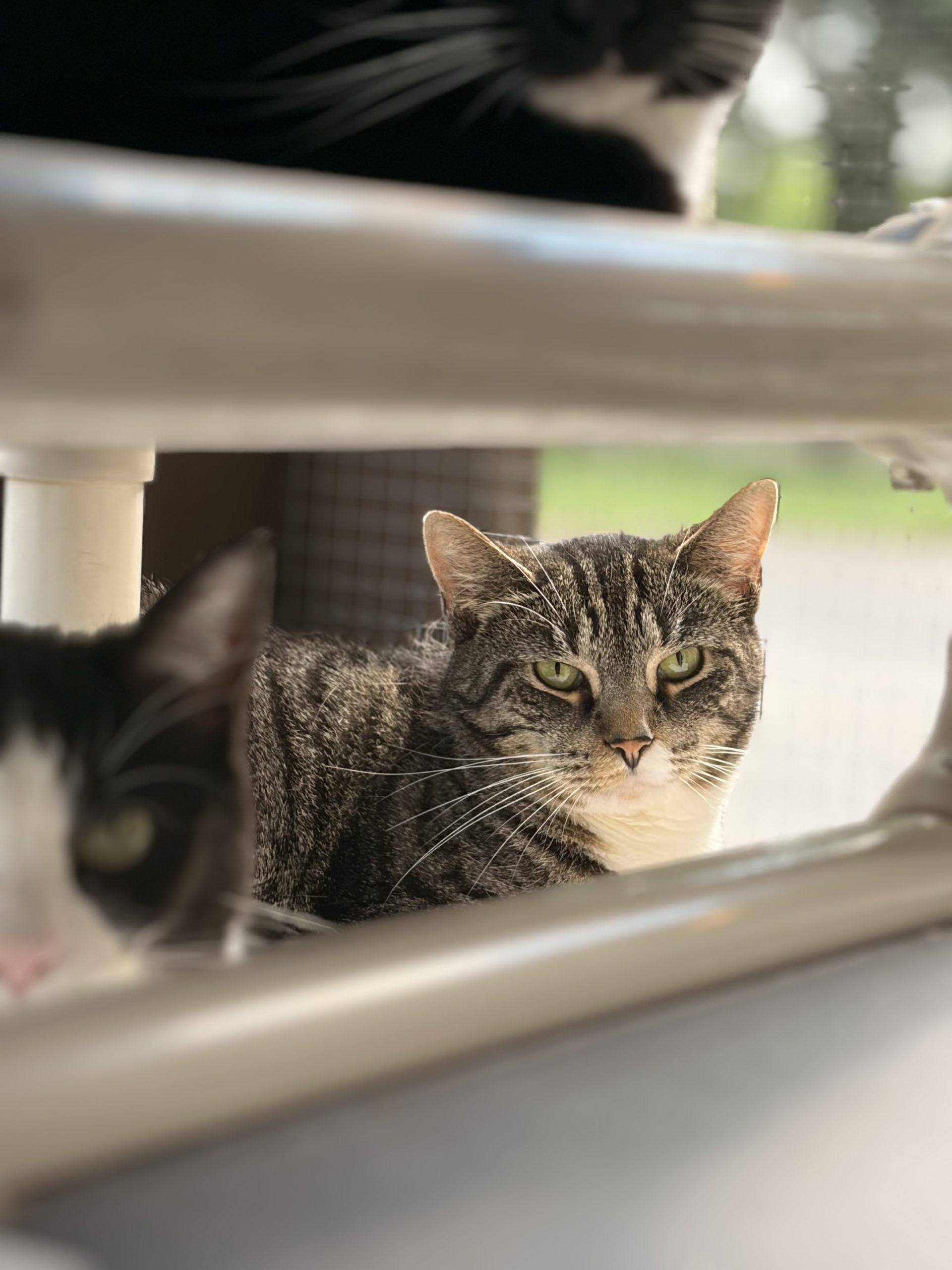 Mayo, a Adoptable Domestic Short Hair in Tipp City, OH image 3/6