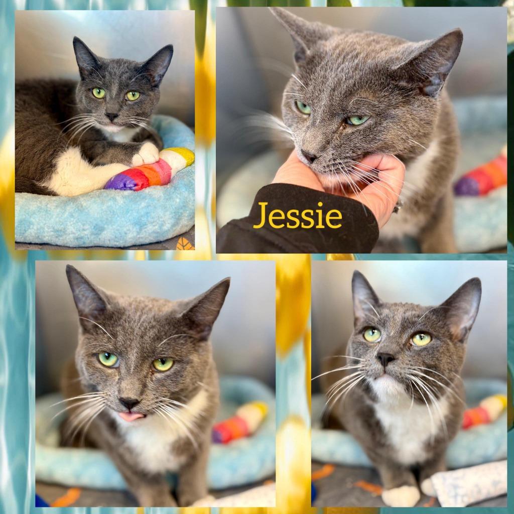 Enlarge Jessie, a Adoptable mixed breed in Rensselaer, IN image 1/2