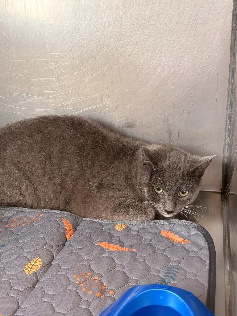 Enlarge Jessie, a Adoptable mixed breed in Rensselaer, IN image 2/2