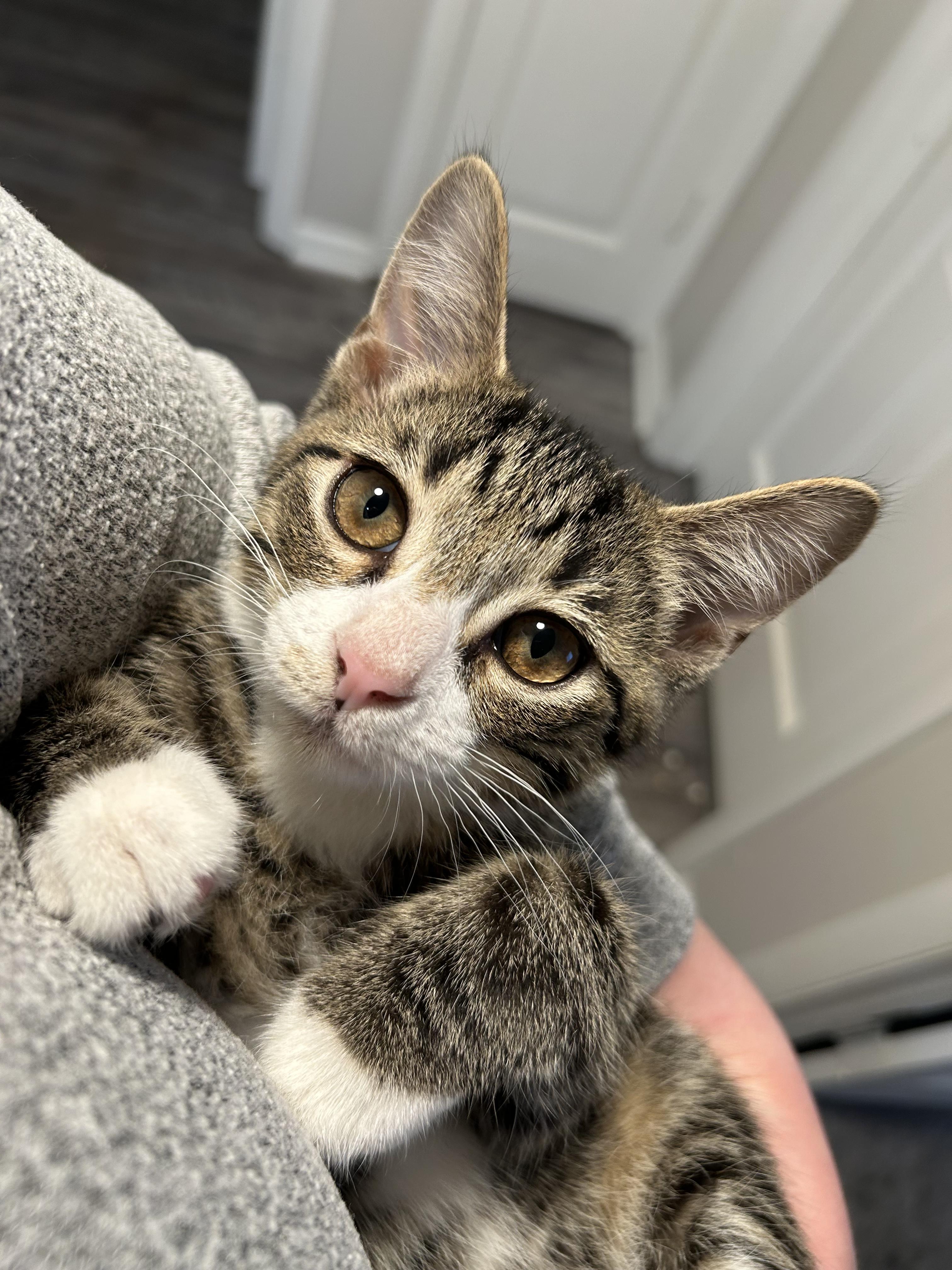 Enlarge Huckleberry, a ADOPTABLE Domestic Short Hair in Columbus, OH image 1/6