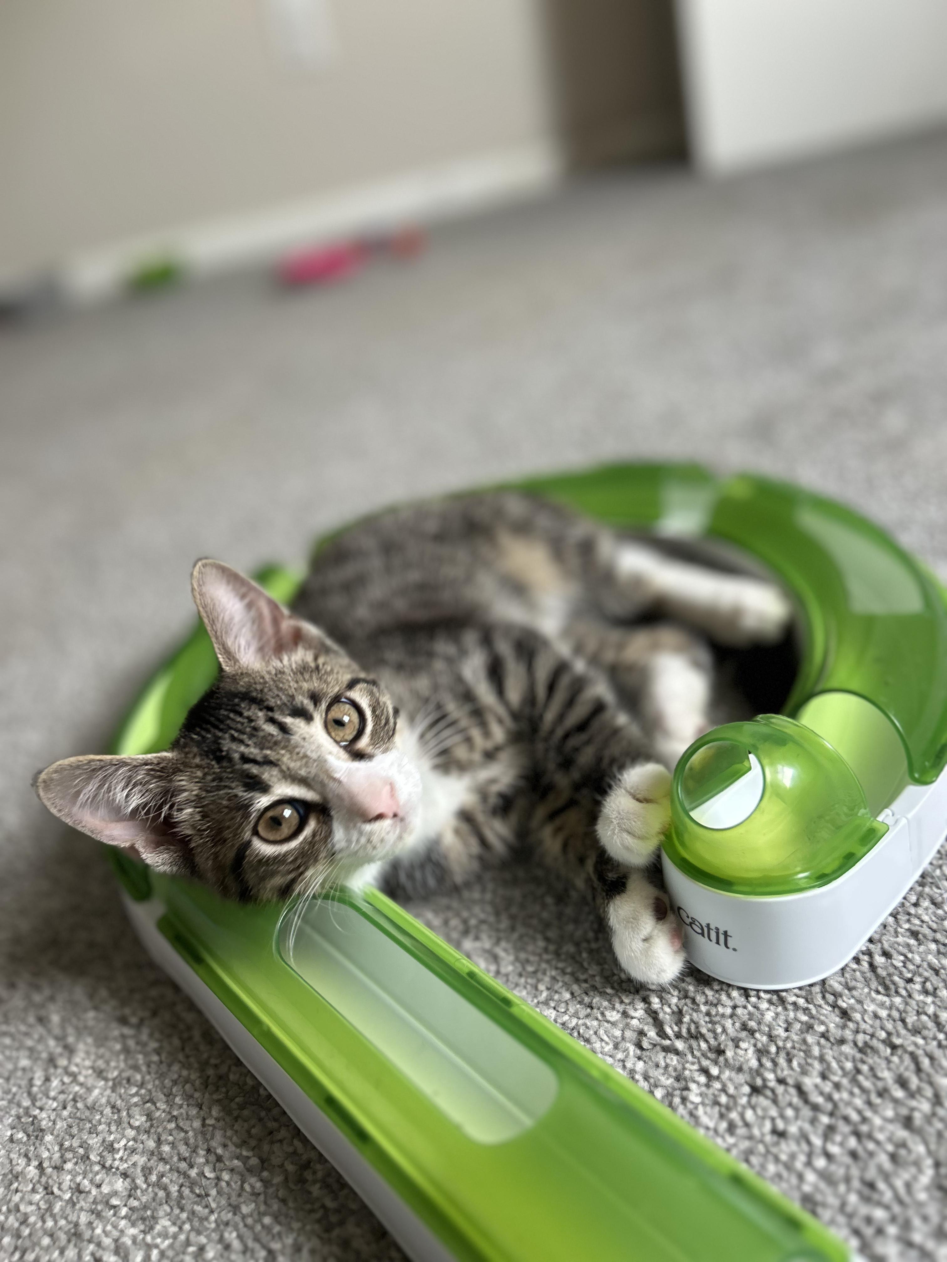 Enlarge Huckleberry, a ADOPTABLE Domestic Short Hair in Columbus, OH image 6/6