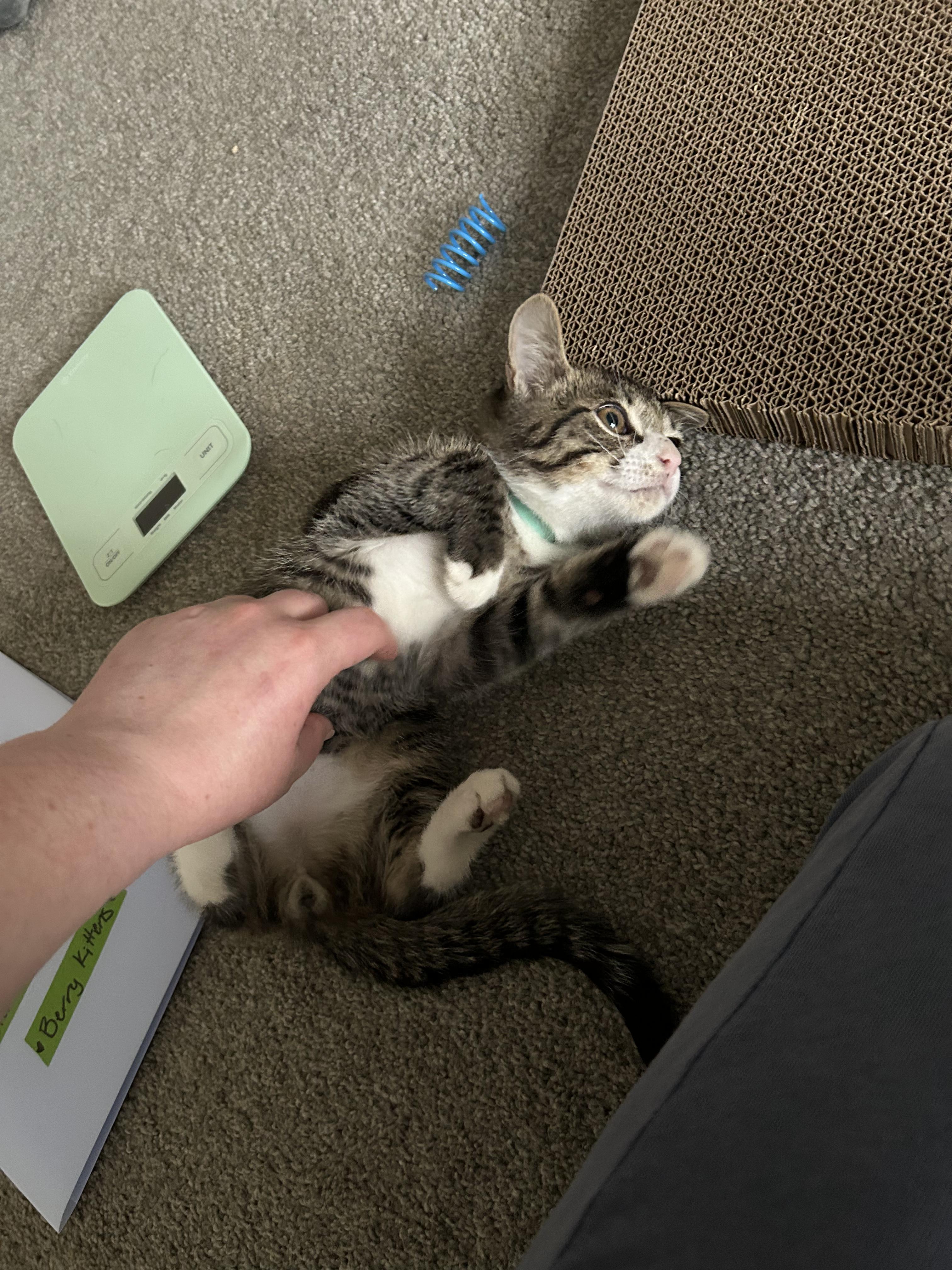Enlarge Huckleberry, a ADOPTABLE Domestic Short Hair in Columbus, OH image 4/6
