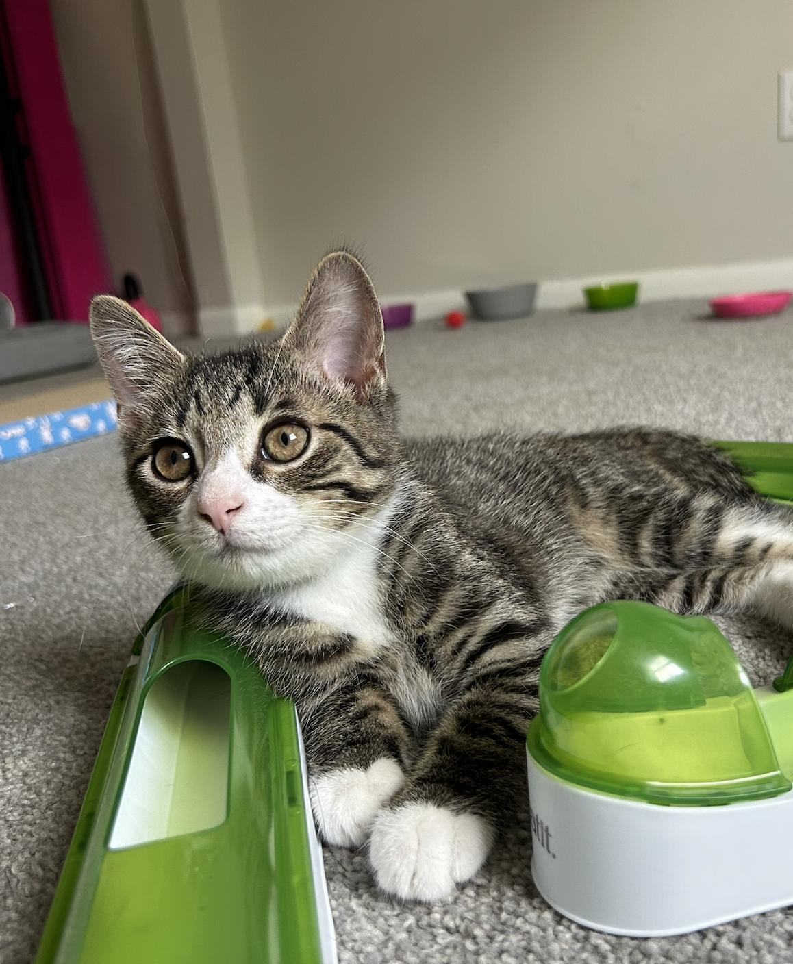Enlarge Huckleberry, a ADOPTABLE Domestic Short Hair in Columbus, OH image 2/6