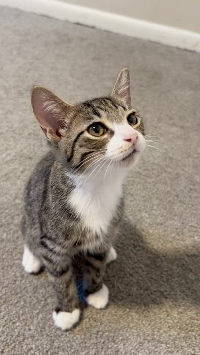 Enlarge Huckleberry, a ADOPTABLE Domestic Short Hair in Columbus, OH video 3/6