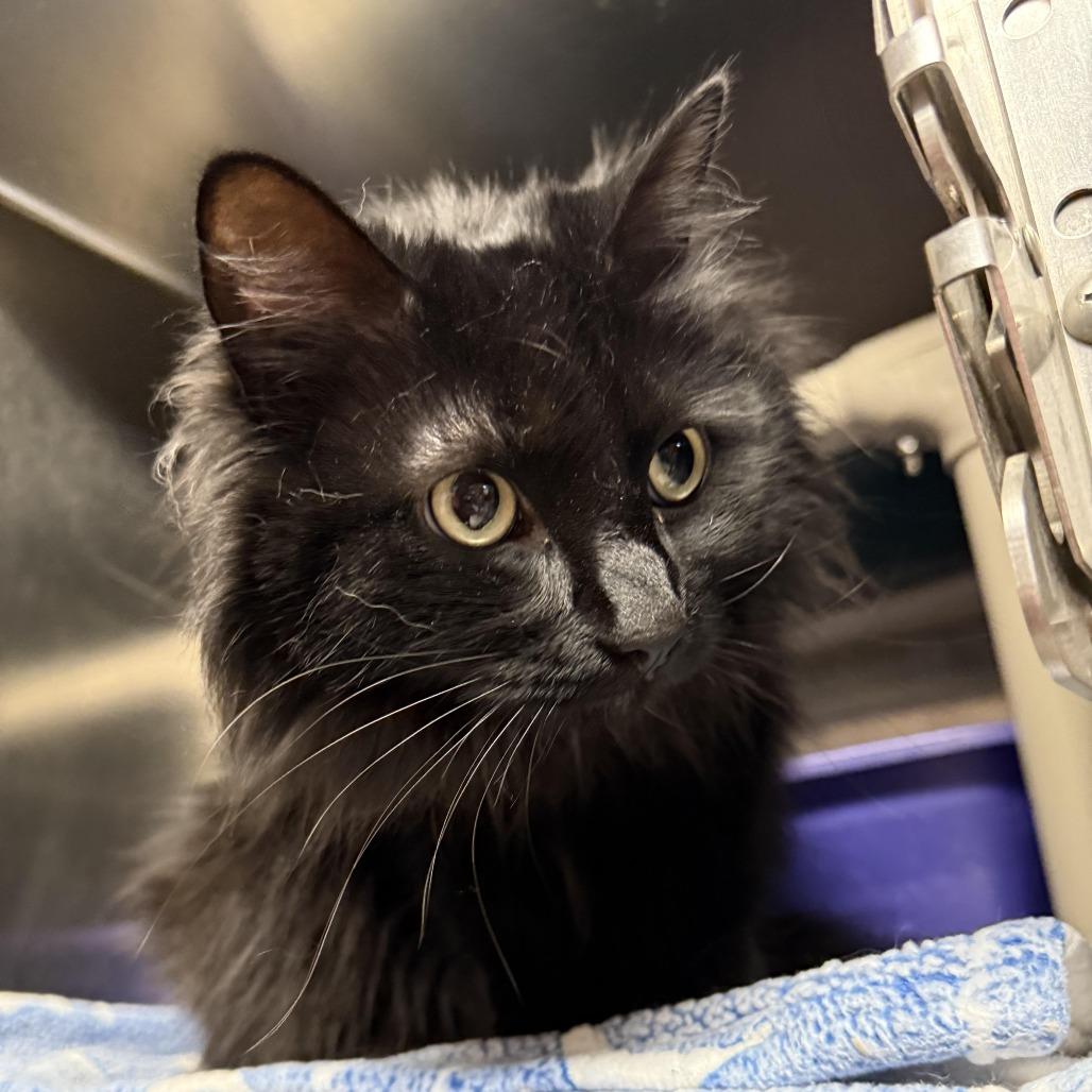 Enlarge Sophie C26-024, a Adoptable Domestic Long Hair in Elbow Lake, MN image 1/1