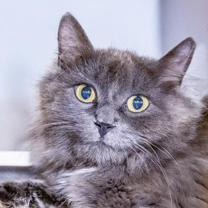 Jennifer  (BARN CAT), Adoptable, Adult Female Domestic Medium Hair & Domestic Short Hair.