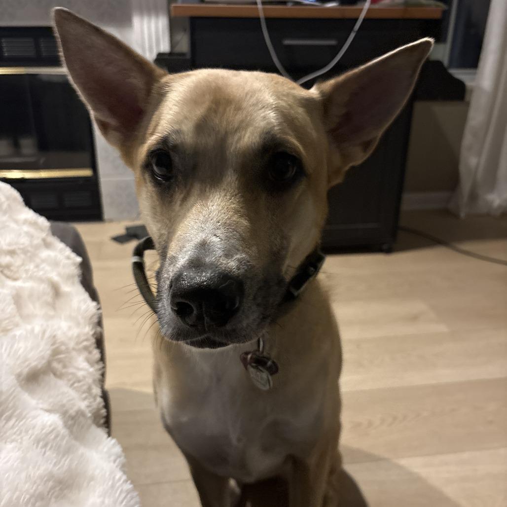 Kai, Adoptable, Adult Female German Shepherd Dog & Mixed Breed.