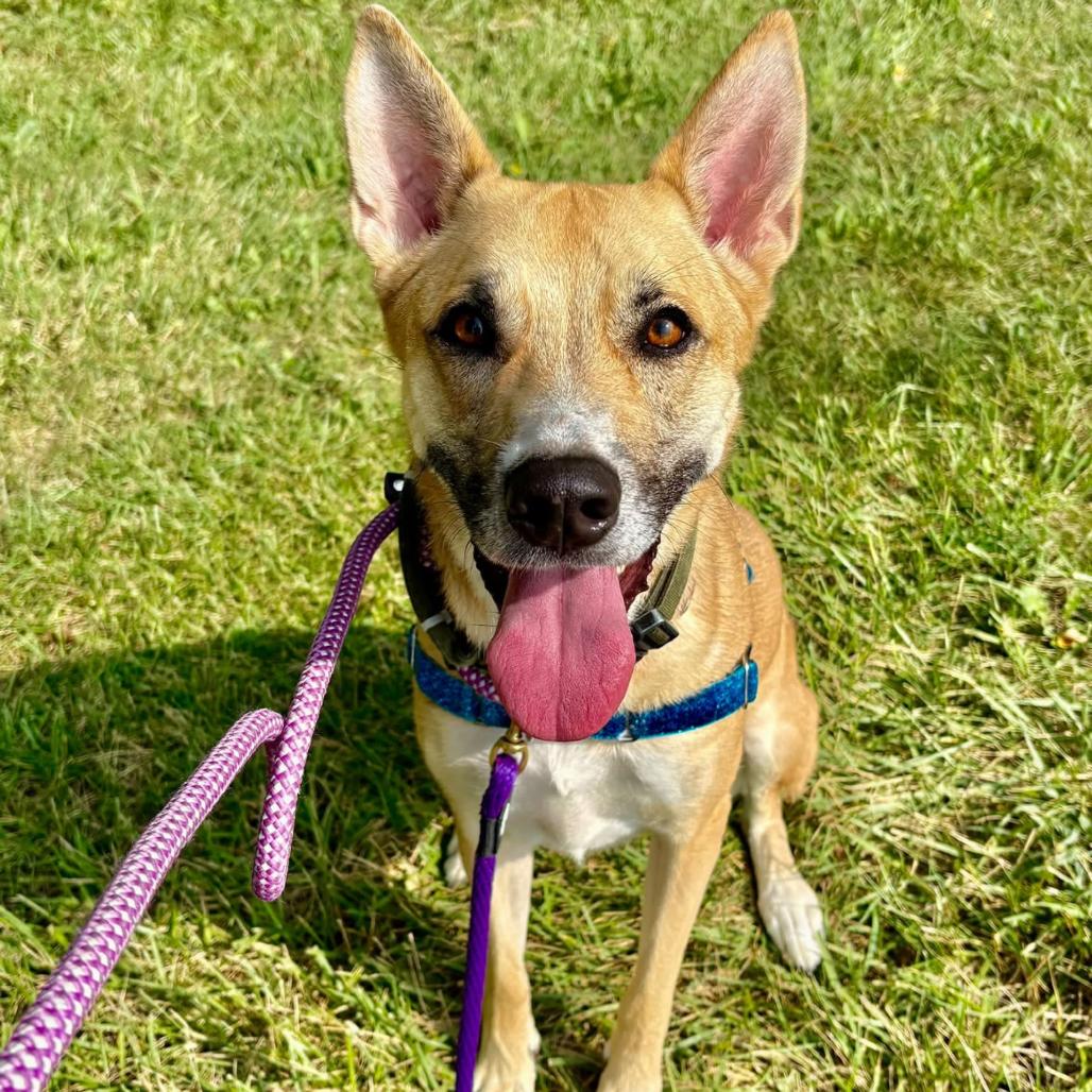 Enlarge Kai, a Adoptable mixed breed in Indianapolis, IN image 2/2