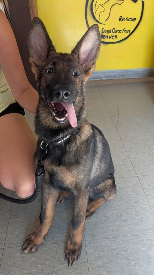 Stella - 5-1/2 month old German Shephard