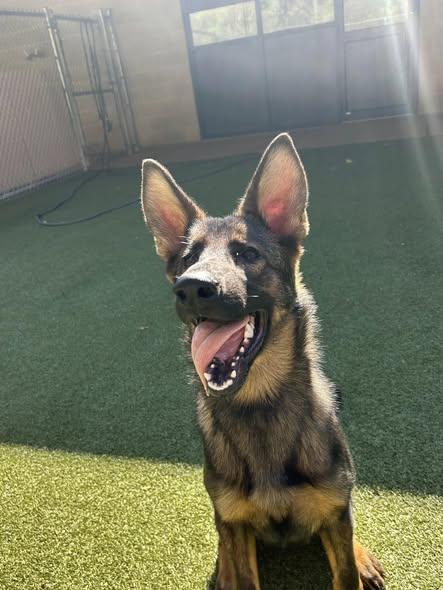 Stella - 5-1/2 month old German Shephard