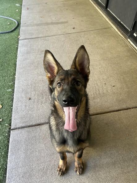 Stella - 5-1/2 month old German Shephard