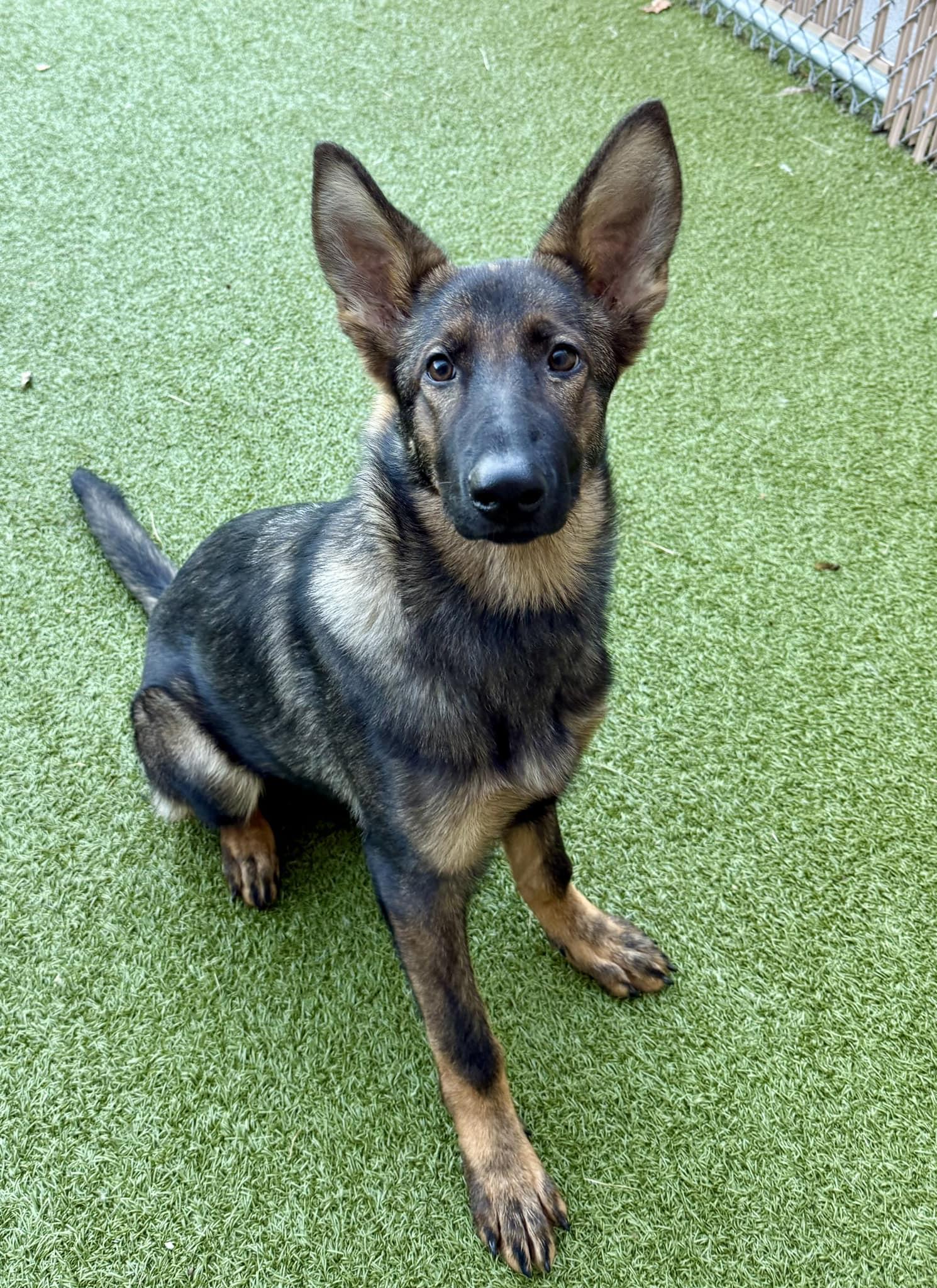 Stella - 5-1/2 month old German Shephard