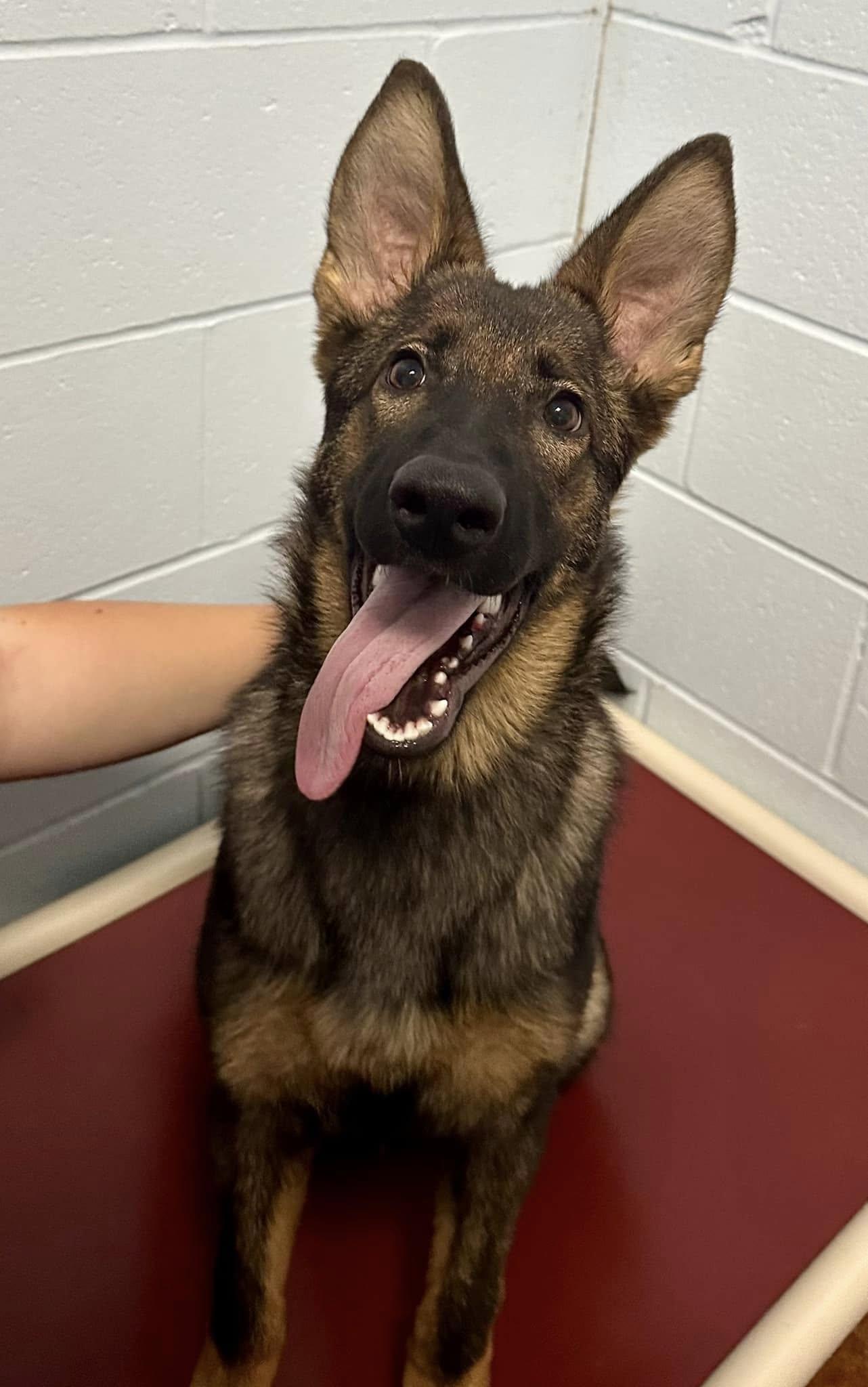 Stella - 5-1/2 month old German Shephard
