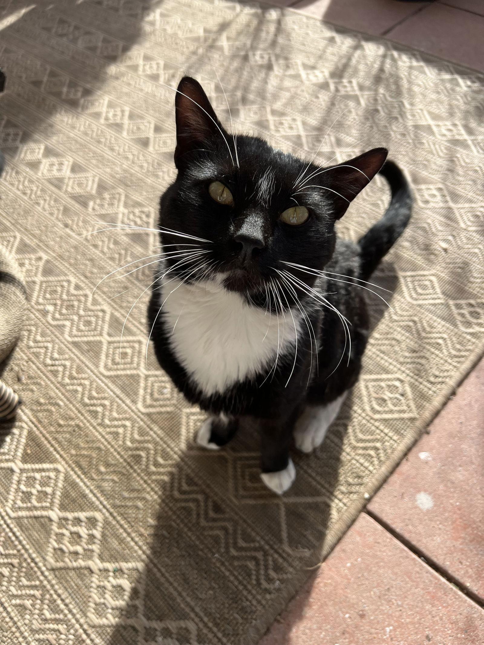 Tucksie, Adoptable, Adult Male Domestic Short Hair.