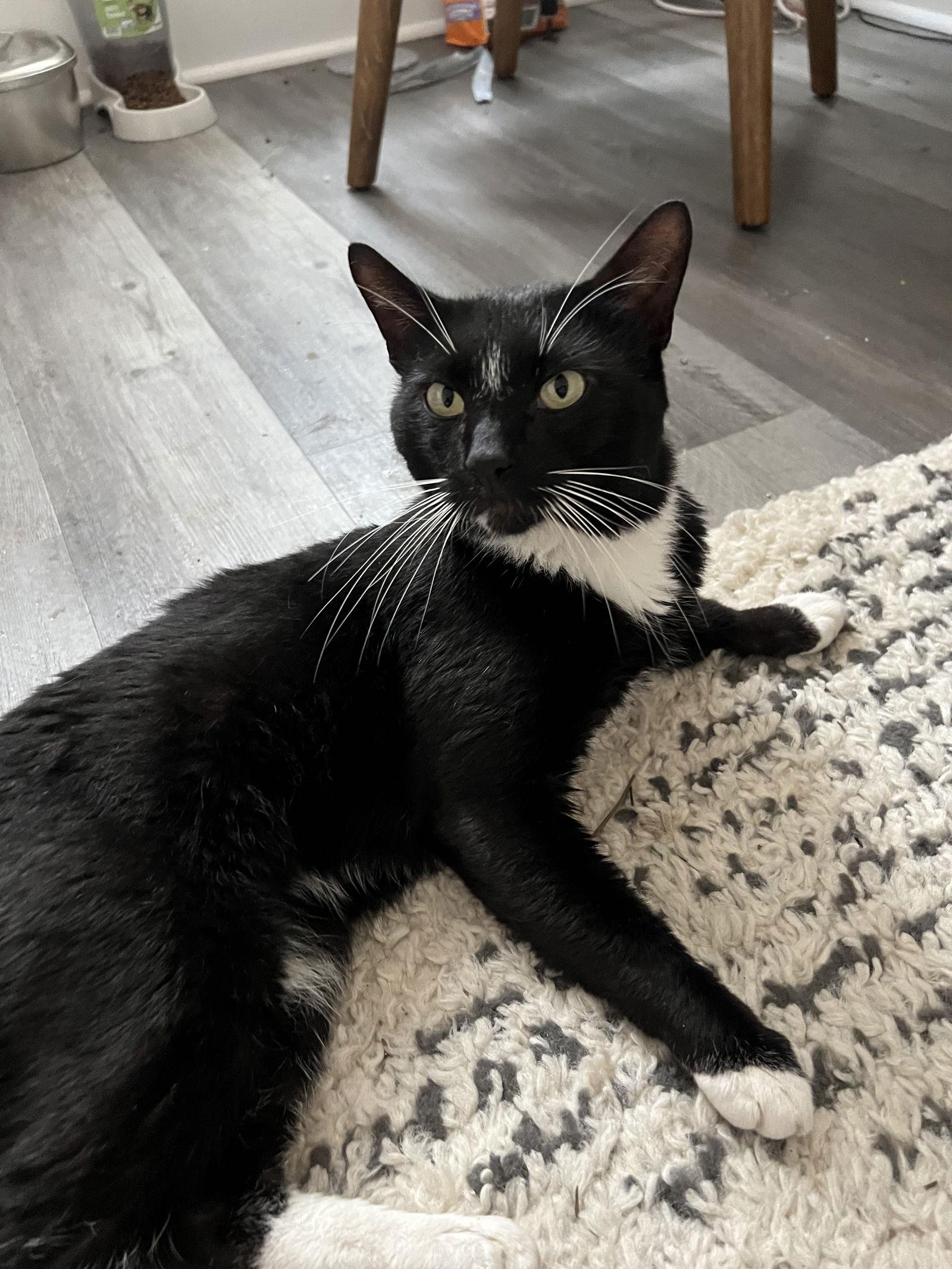 Tucksie, a Adoptable Domestic Short Hair in Philadelphia, PA image 2/3