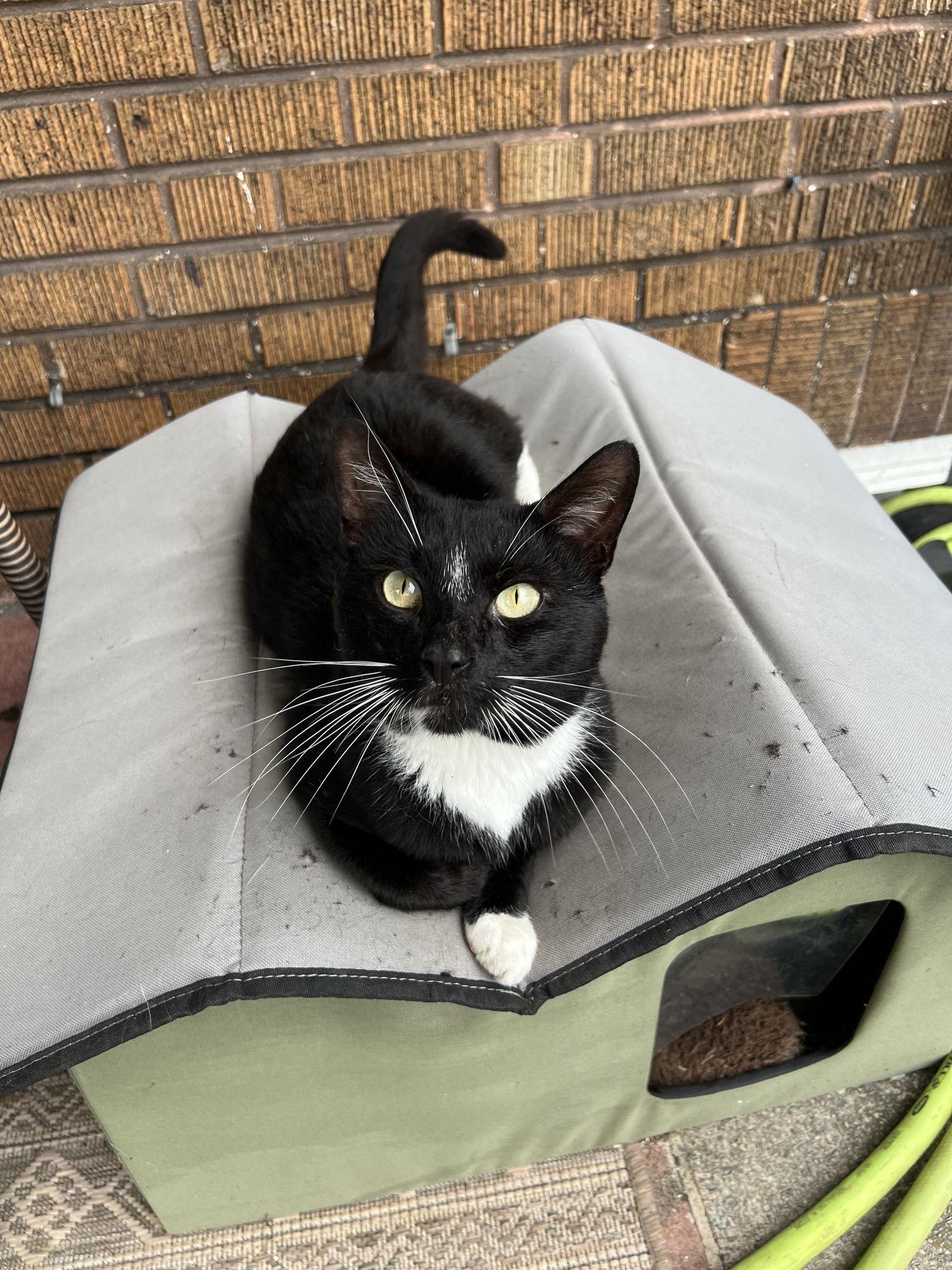 Tucksie, a Adoptable Domestic Short Hair in Philadelphia, PA image 3/3