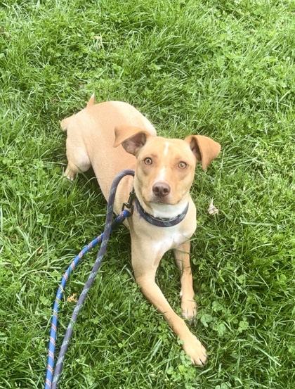 Joshua, Adoptable, Adult Male Labrador Retriever & Mixed Breed.