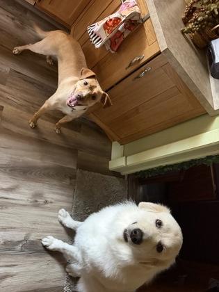 Joshua, Adoptable, Adult Male Labrador Retriever & Mixed Breed.