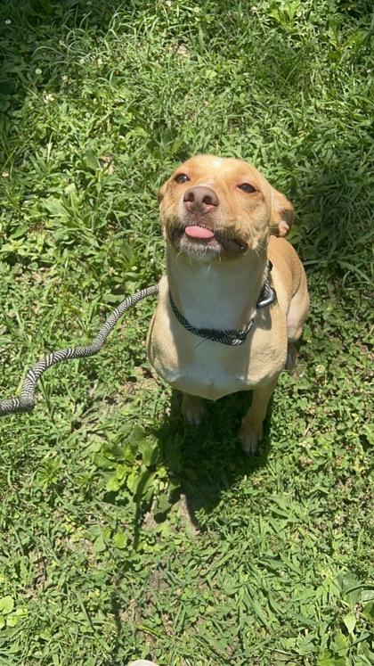 Enlarge Joshua, a Adoptable mixed breed in Morton Grove, IL image 1/2