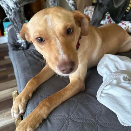 Joshua, a Adoptable mixed breed in Morton Grove, IL image 2/2