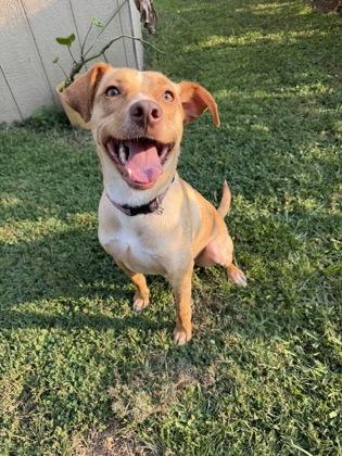 Joshua, a Adoptable mixed breed in Morton Grove, IL image 2/3