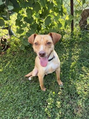 Joshua, a Adoptable mixed breed in Morton Grove, IL image 3/3