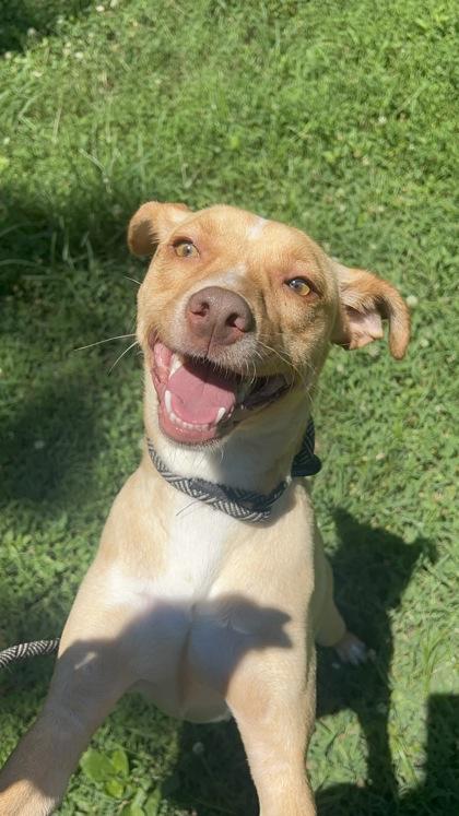 Enlarge Joshua, a Adoptable mixed breed in Morton Grove, IL image 2/2