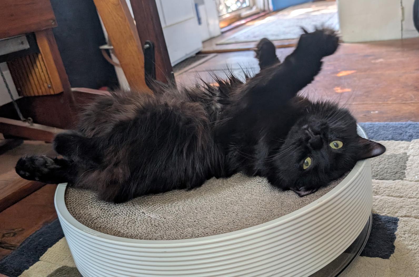 Pom Pom Pomegranate, Adopted, Young Female Manx & Domestic Medium Hair.