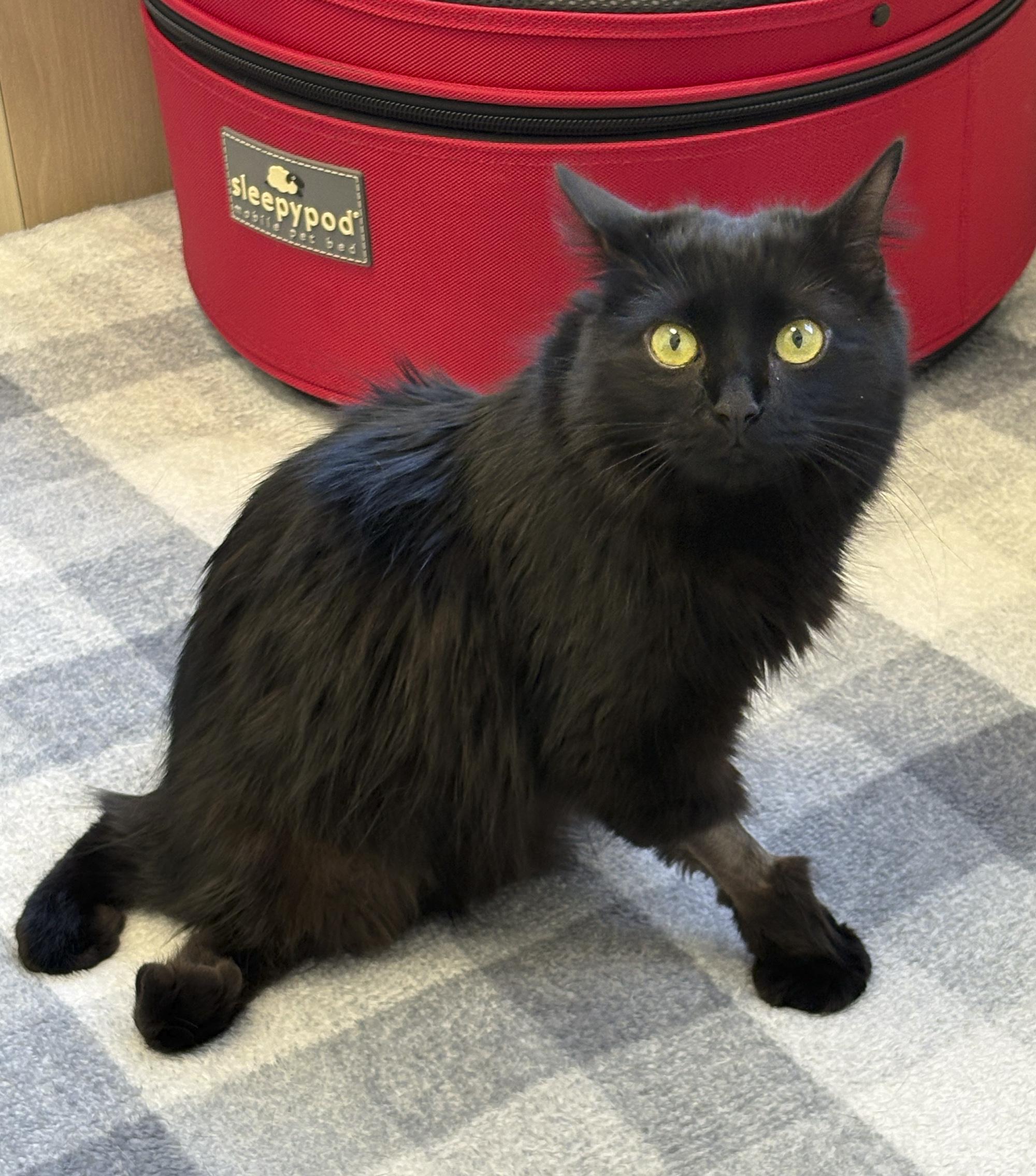 Pom Pom Pomegranate, a Adopted mixed breed in Newtown, CT image 5/6