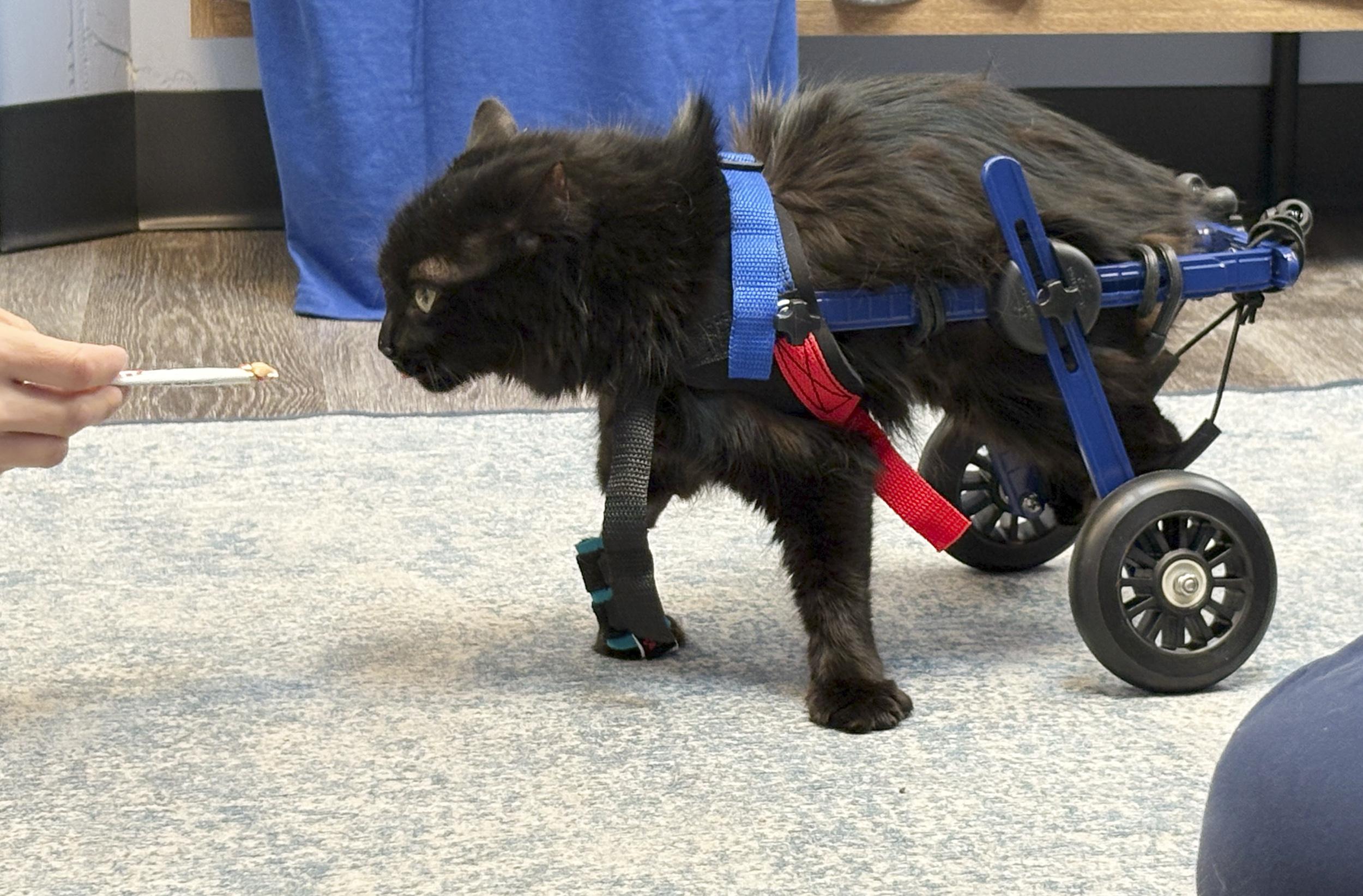 Pom Pom Pomegranate, a Adopted mixed breed in Newtown, CT image 4/6