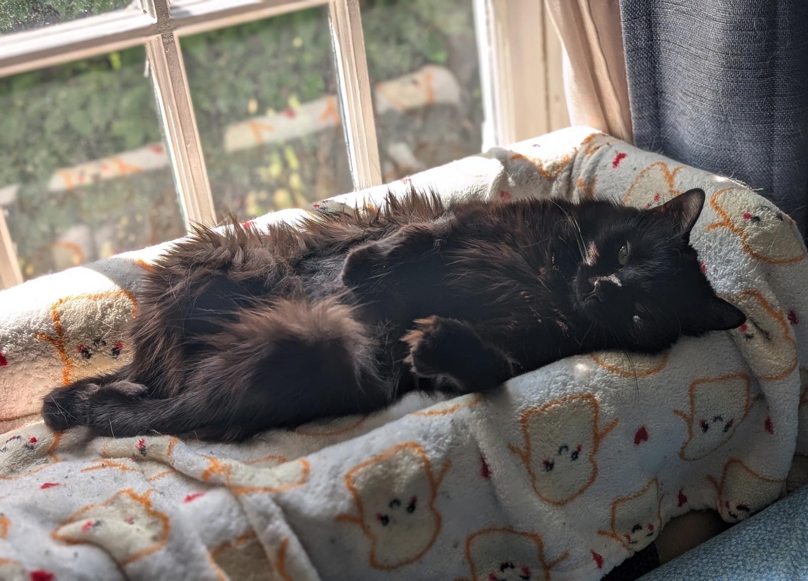 Pom Pom Pomegranate, a Adopted mixed breed in Newtown, CT image 2/6