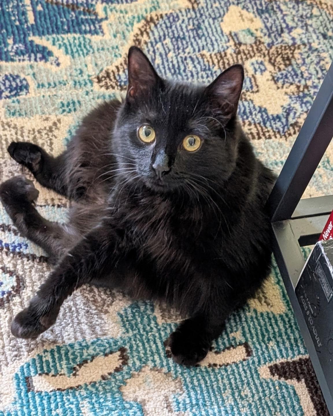 Pom Pom Pomegranate, a Adopted mixed breed in Newtown, CT image 3/6