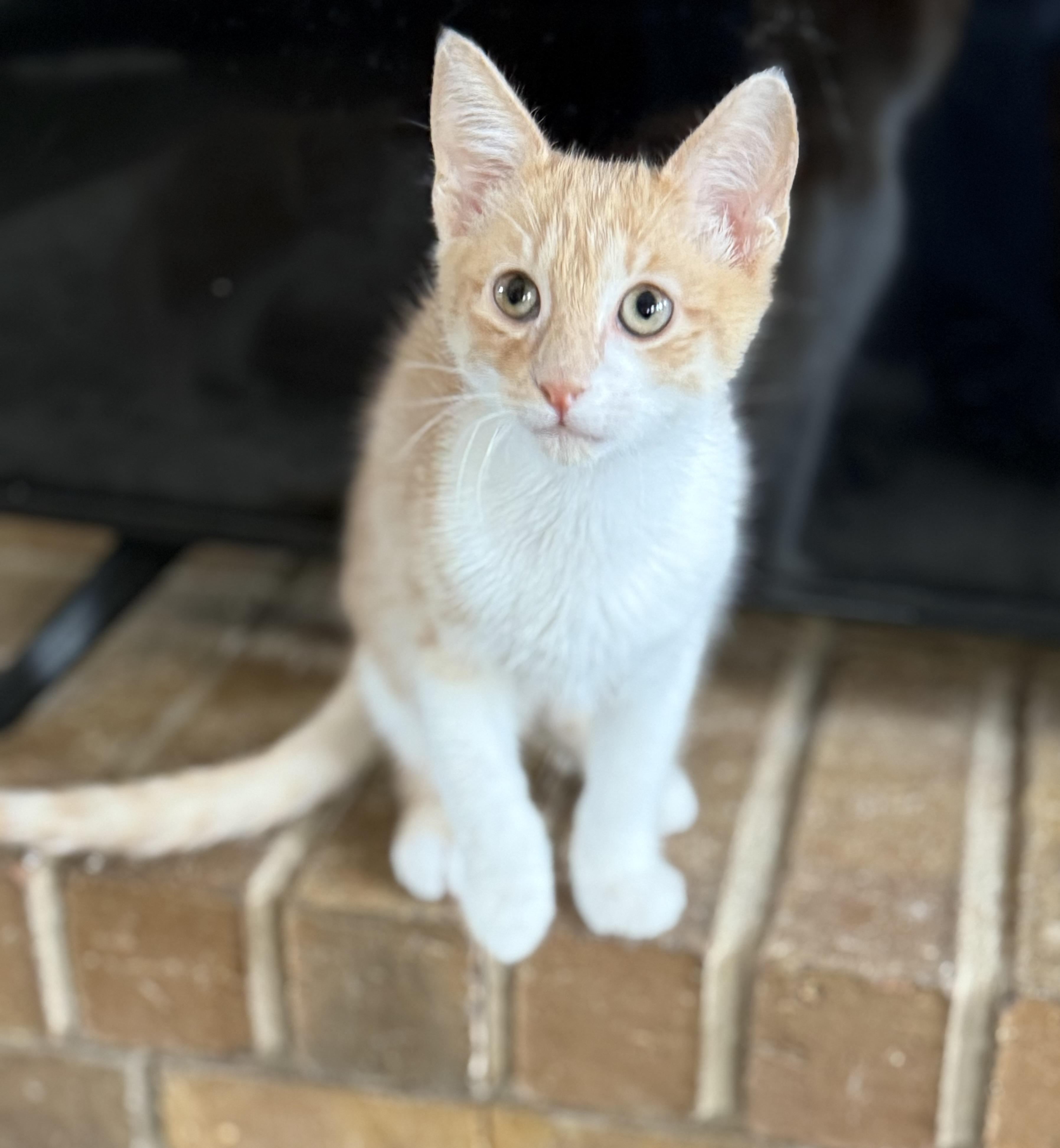 Enlarge Chili, a Adopted Domestic Short Hair in Converse, TX image 1/3