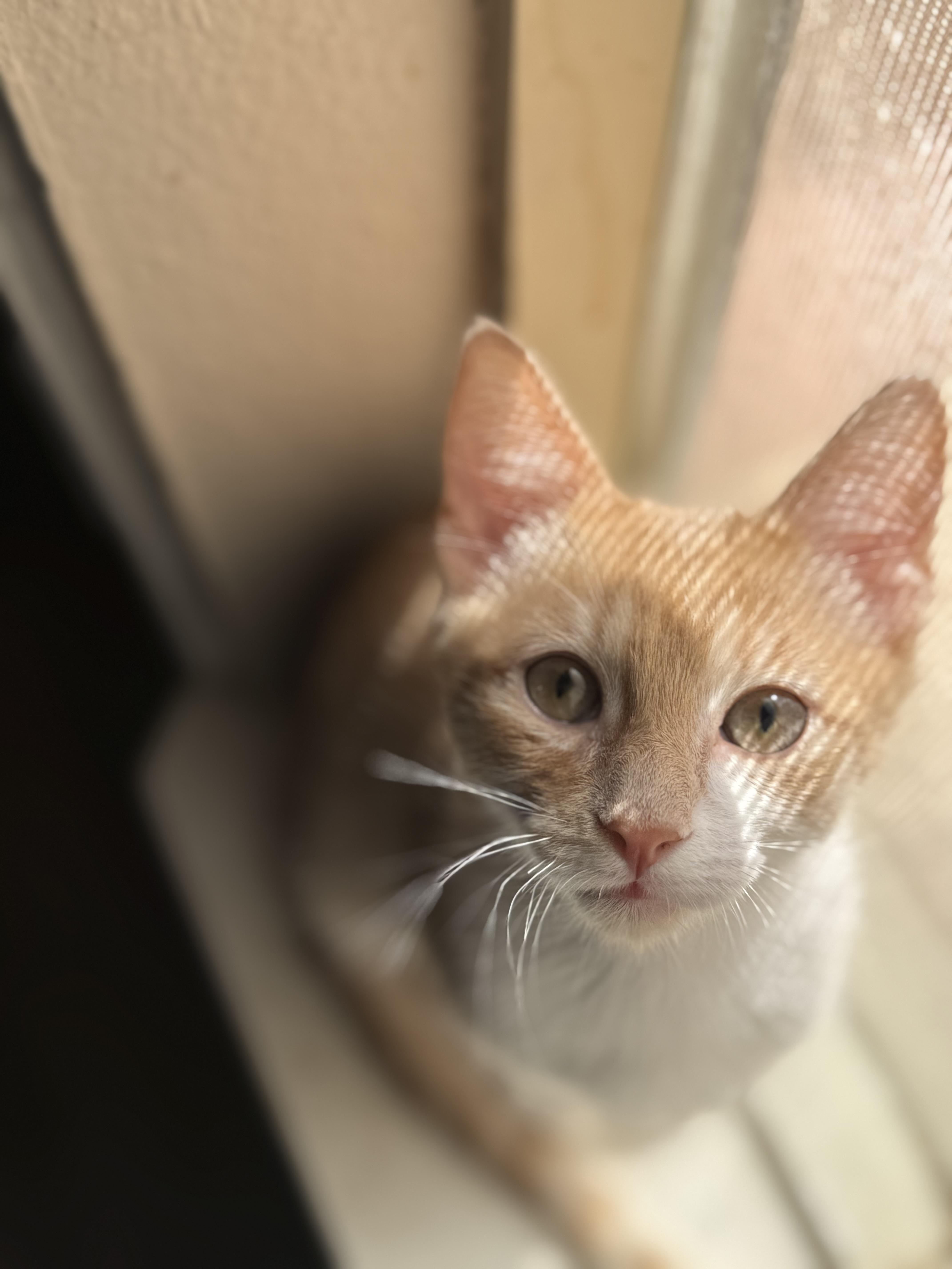 Enlarge Chili, a Adopted Domestic Short Hair in Converse, TX image 2/3