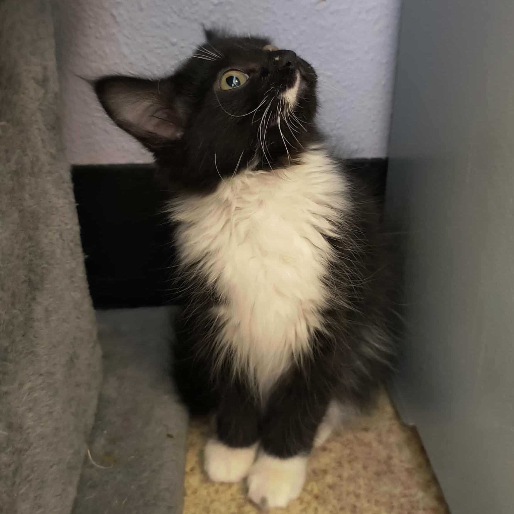 Swoosh, Adoptable, Young Female Tuxedo.