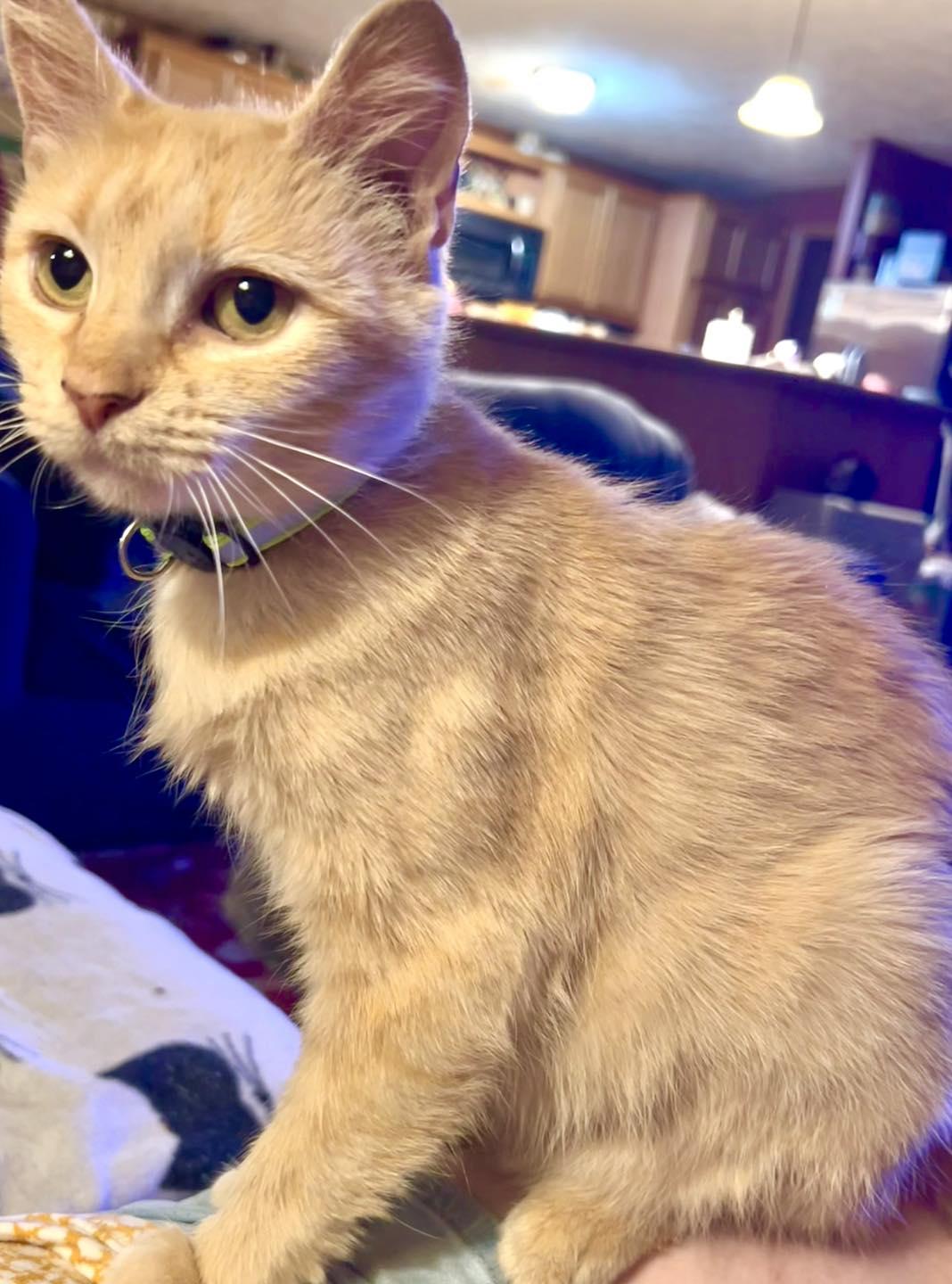 Reba, Adoptable, Adult Female Tabby.