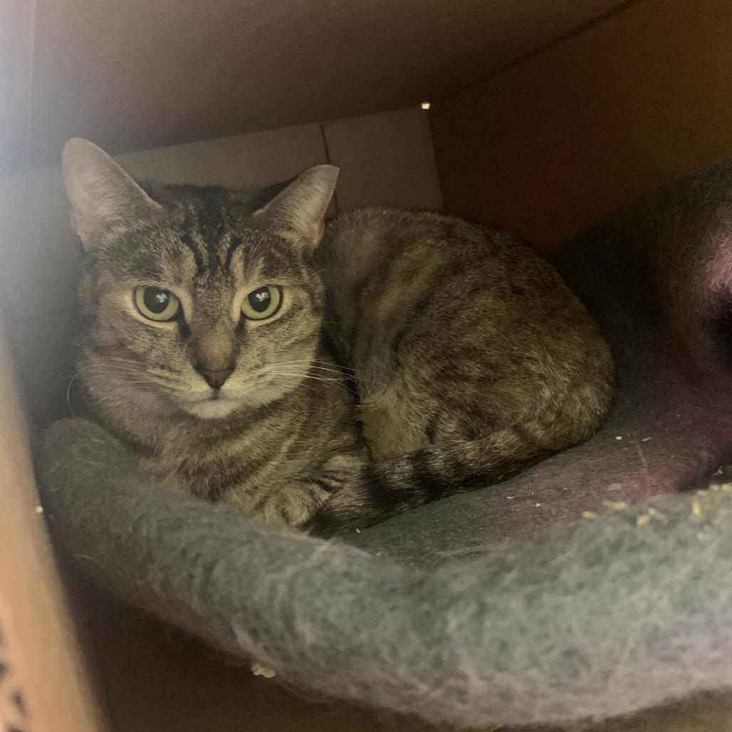 AMELIA, Adoptable, Adult Female Domestic Short Hair.