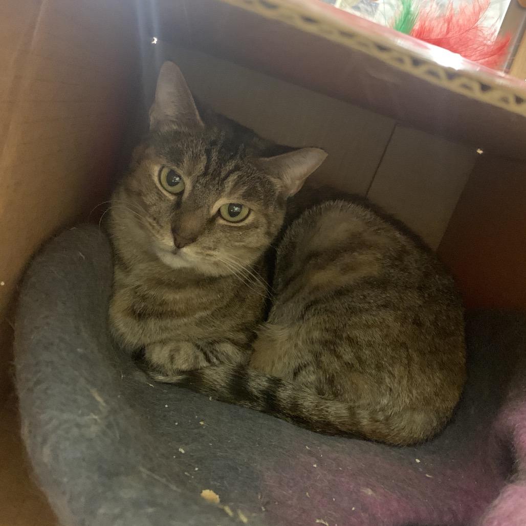 Enlarge AMELIA, a Adoptable mixed breed in Kyle, TX image 3/3