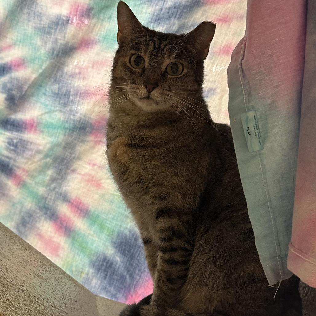 Enlarge AMELIA, a Adoptable mixed breed in Kyle, TX image 4/4