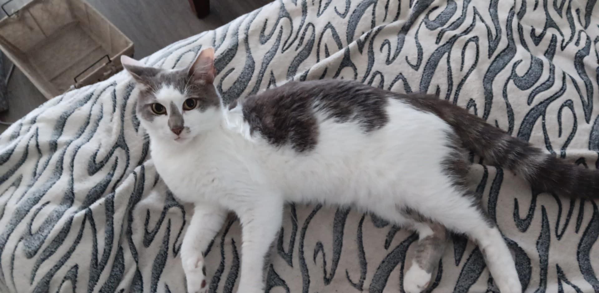 Milton, a ADOPTABLE Domestic Short Hair in Boston, MA image 4/5