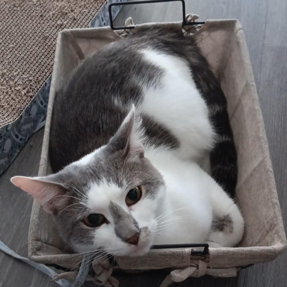 Milton, a ADOPTABLE Domestic Short Hair in Boston, MA image 1/5