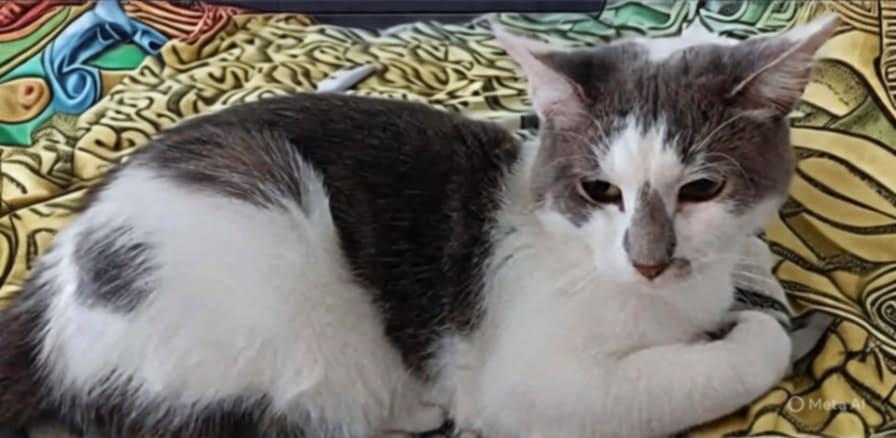 Milton, a ADOPTABLE Domestic Short Hair in Boston, MA image 5/5